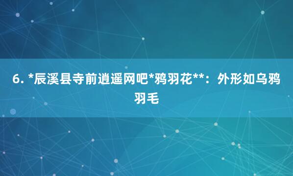 6. *辰溪县寺前逍遥网吧*鸦羽花**：外形如乌鸦羽毛